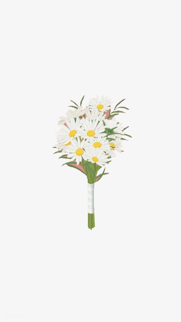 一束菊花免抠