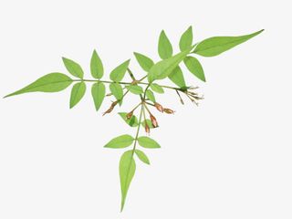 叶子绿叶树枝免抠