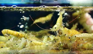 活着的基围虾免抠