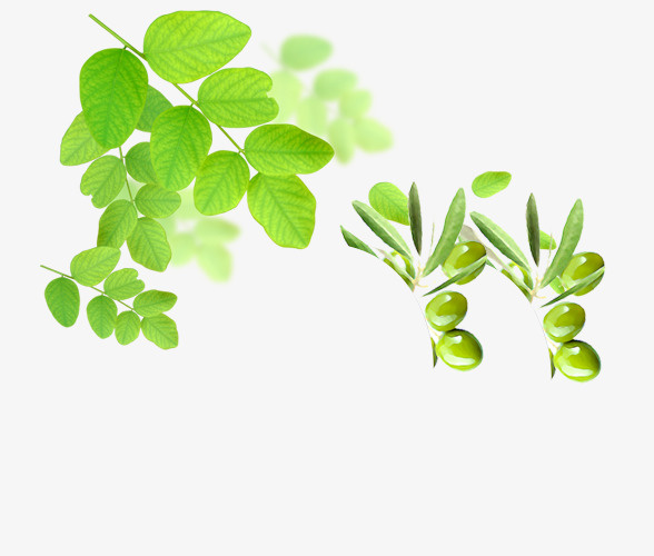 树叶 树枝免抠