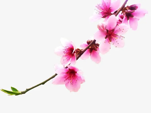 红色桃花花枝右边角免抠