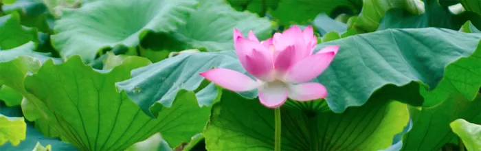 唯美背景高清