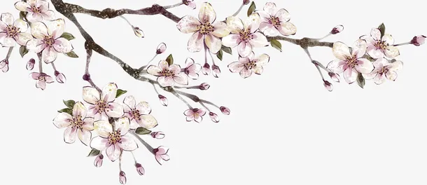 小清新梅花植物免抠