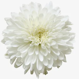 卡通装饰素材水彩花草免抠