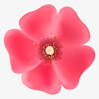 红色大朵花瓣免抠