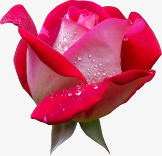 春天绿色玫红色玫瑰花免抠