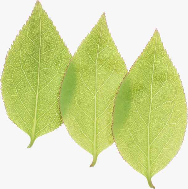 三片叶子免抠