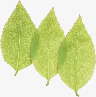 三片叶子免抠