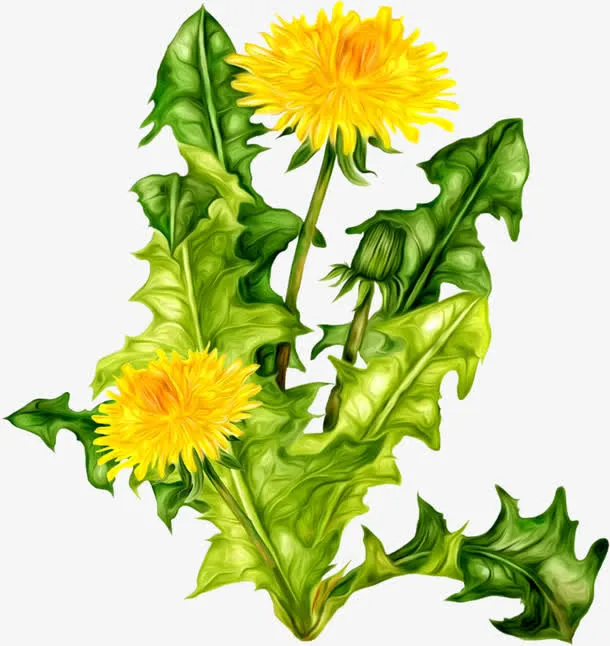 蒲公英免抠