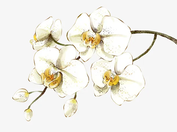 手绘白色花枝免抠