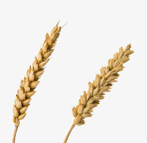 2株麦穗免抠