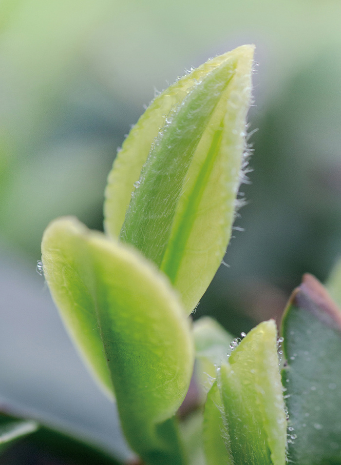 崂山绿茶茶芽5高清