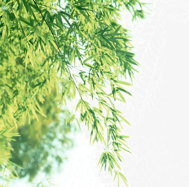 盛开的桂花树免抠