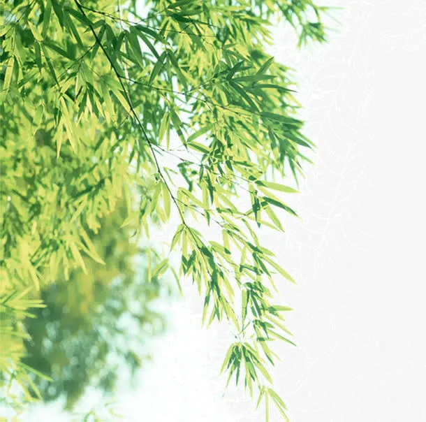 盛开的桂花树免抠