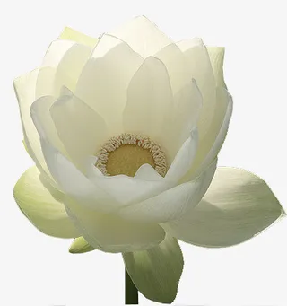 水彩花卉素材花卉ps素材免抠