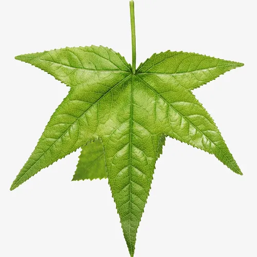 绿色小清新枫叶素材免抠