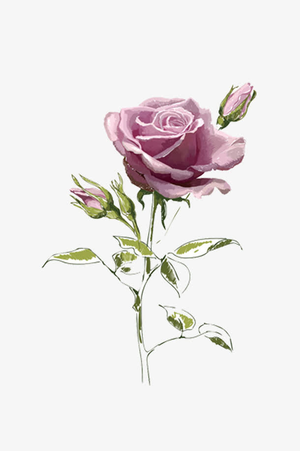 手绘玫瑰花免抠