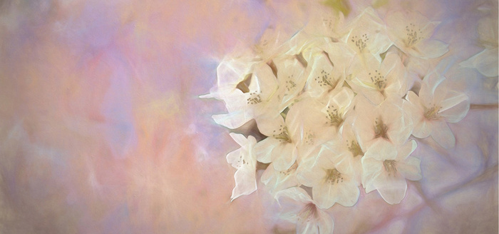 小花美丽的小白花图片高清