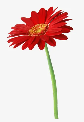 漂亮的母菊免抠