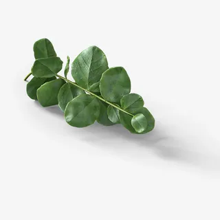 我最爱的树叶免抠