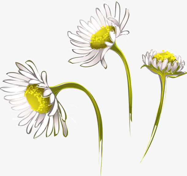 手绘菊花免抠