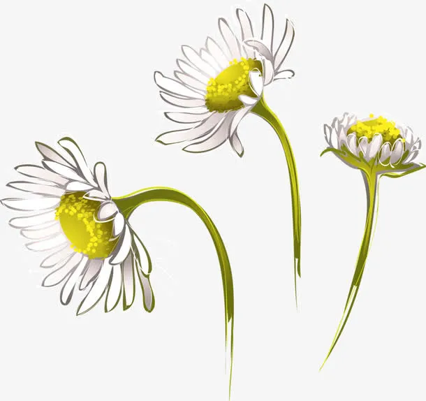 手绘菊花免抠