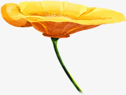 春天黄色手绘水彩花朵免抠