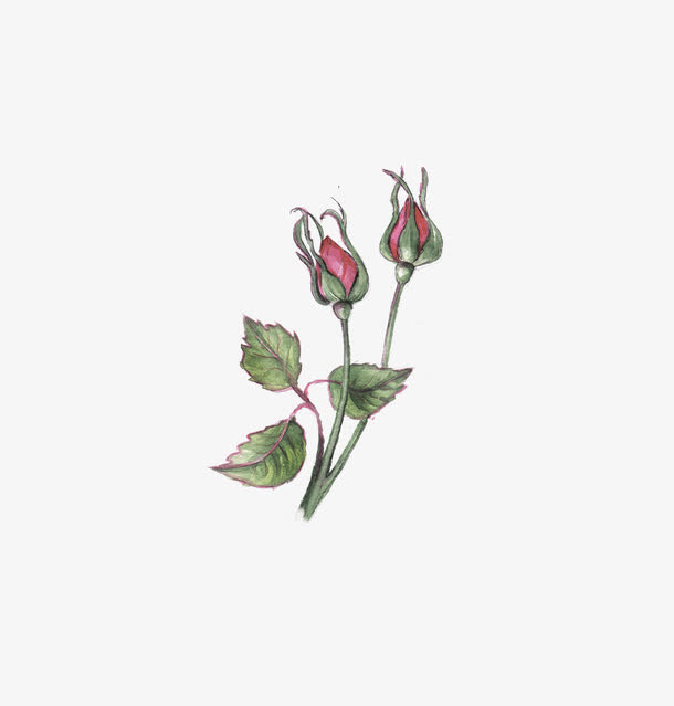 玫瑰花蕾免抠
