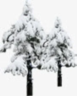 高清创意白色的雪花松树免抠