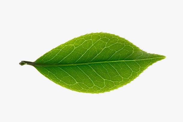 一片茶叶免抠