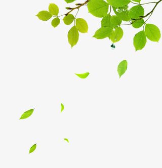 树枝树叶飘落的叶子免抠装饰植物元素