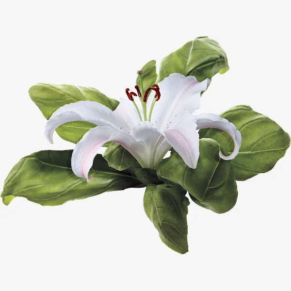漂浮的百合花免抠