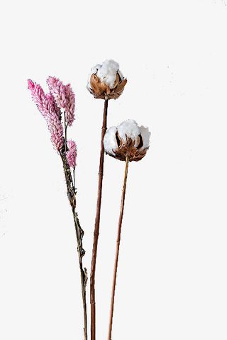 实物棉花枝和花朵免抠