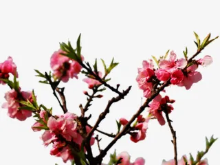 粉红桃花免抠