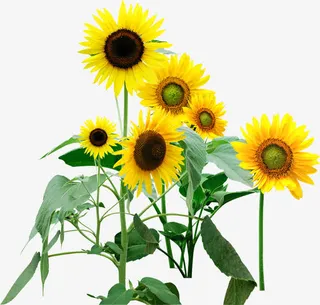 春天黄色向日葵环保免抠