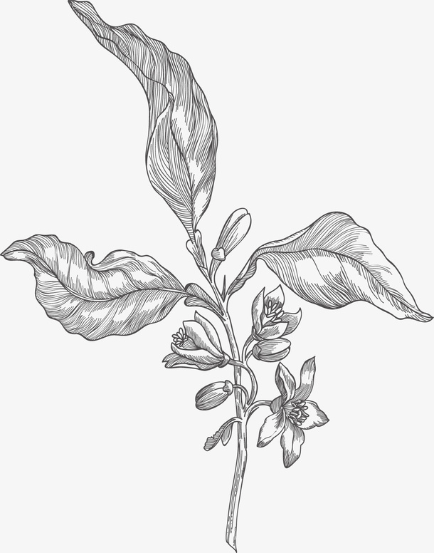 手绘植物免抠