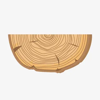 树干横切面免抠素材免抠