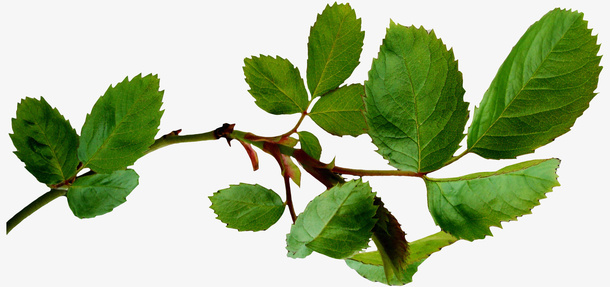 绿色漂亮枝叶免抠