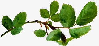 绿色漂亮枝叶免抠