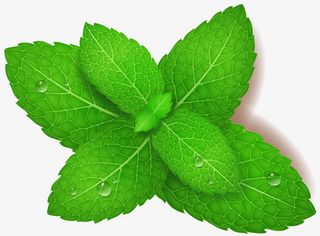 绿色清新嫩叶免抠