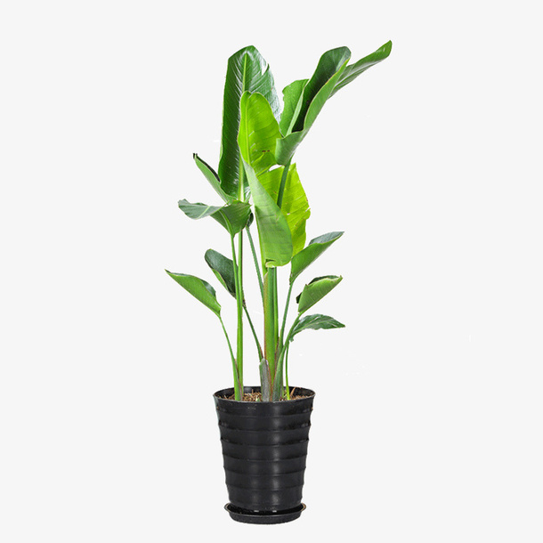 大型植物天堂鸟免抠