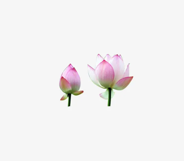 荷花 荷花免抠