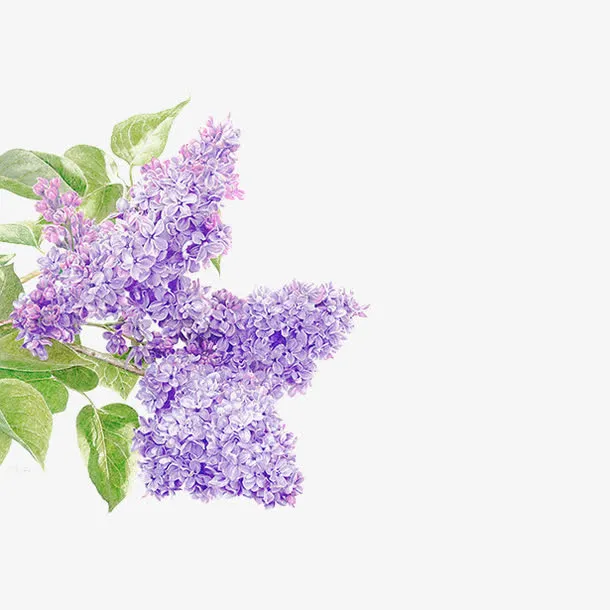 手绘浪漫紫丁香插画PNG免抠