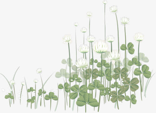 手绘白花免抠