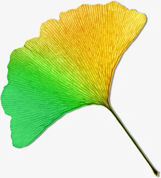 银杏叶秋分素材免抠