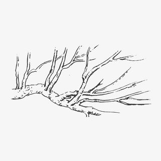 简笔手绘枯树免抠