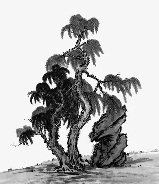 弯曲的树木免抠