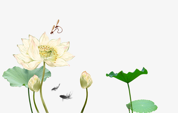 荷花免抠