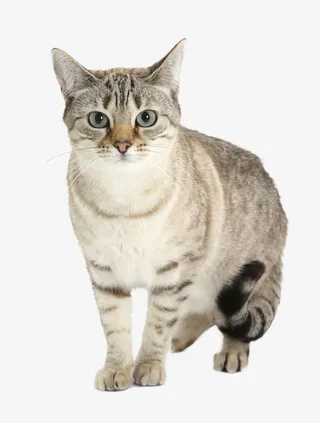 实物漂亮灰色小猫免抠