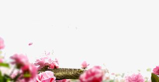 花朵边框底纹素材免抠